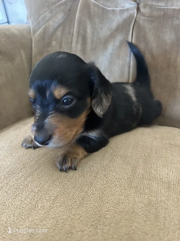 Sophia  – Dachshund puppy for sale in Delta, CO