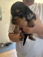 Sophia , a female Dachshund for sale in Delta, CO – 2 of 2