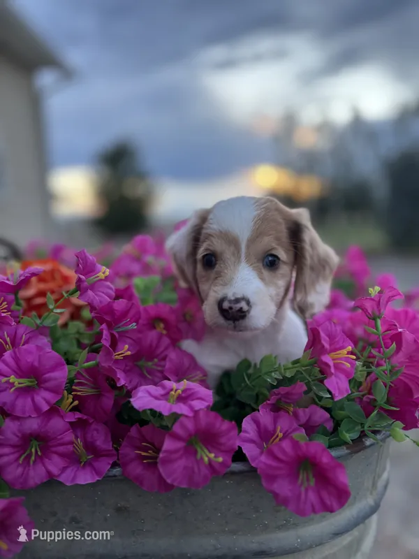 Max – Dachshund puppy for sale in Delta, CO