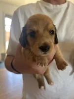 Tiger , a male Dachshund for sale in Delta, CO – 3 of 3