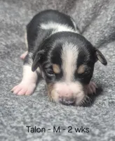 Talon, a male Teddy Roosevelt Terrier for sale in Murray, KY – 1 of 2