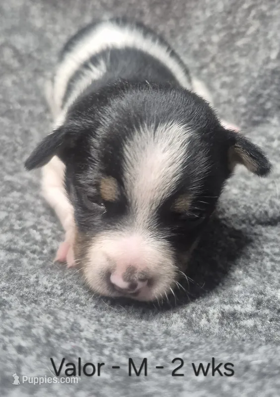 Valor – Rat Terrier puppy for sale in Murray, KY