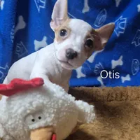 Otis, a male Teddy Roosevelt Terrier for sale in Murray, KY – Photo 2 of 3