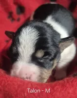 Talon, a male Rat Terrier for sale in Murray, KY – 2 of 2
