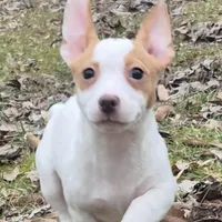 Otis, a male Rat Terrier for sale in Murray, KY – Photo 2 of 3