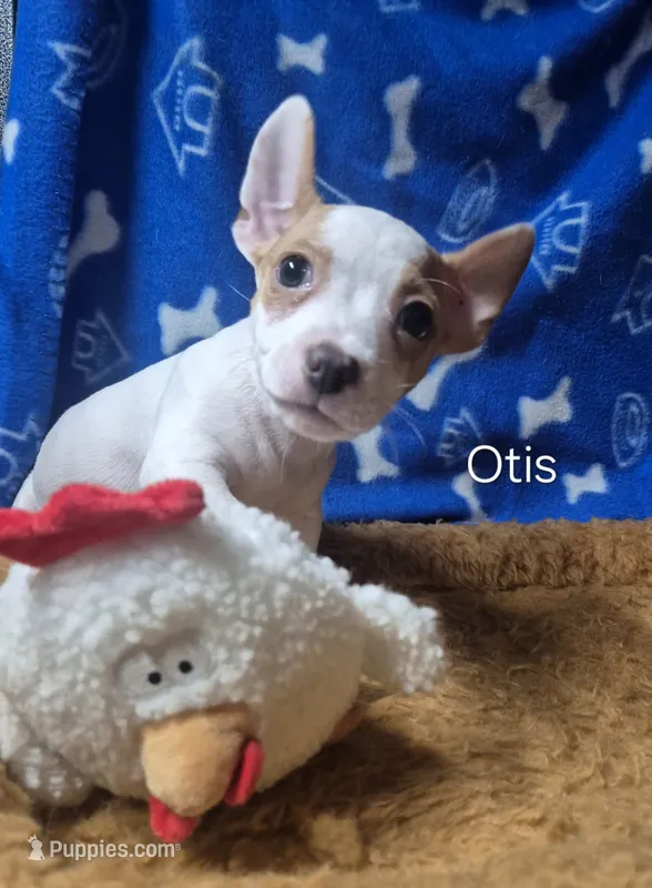 Otis