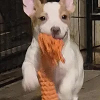 Otis, a male Rat Terrier for sale in Murray, KY – Photo 1 of 3