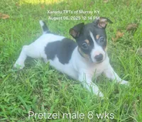 Pretzel, a male Rat Terrier for sale in Murray, KY – Photo 1 of 6
