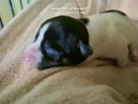 Pretzel, a male Rat Terrier for sale in Murray, KY – Photo 6 of 6