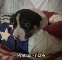 Pretzel, a male Rat Terrier for sale in Murray, KY – Photo 5 of 6