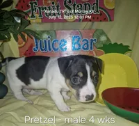 Pretzel, a male Rat Terrier for sale in Murray, KY – Photo 3 of 6
