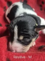 Resolve, a male Rat Terrier for sale in Murray, KY – 2 of 2
