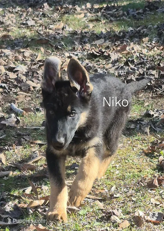 Niko - Purple collar