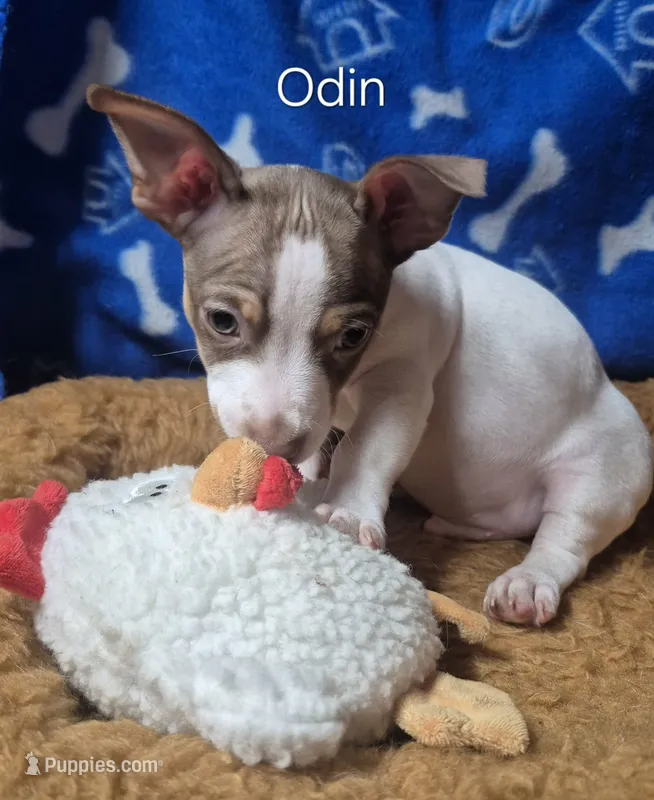 Odin