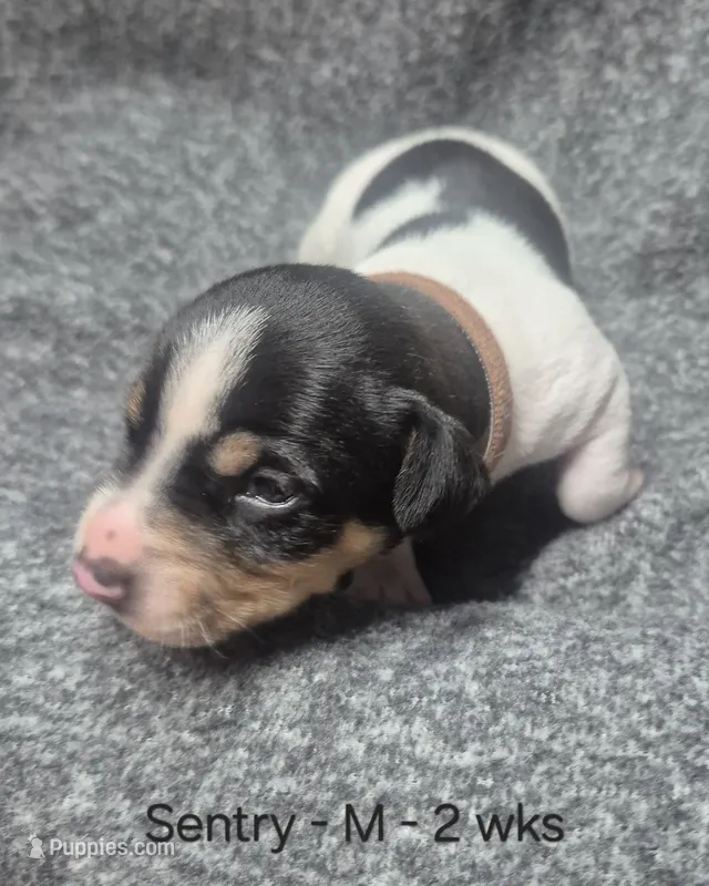 Sentry – Rat Terrier puppy for sale in Murray, KY