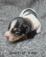 Sentry, a male Rat Terrier for sale in Murray, KY – 1 of 2