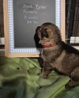 Red collar, a female German Shepherd Dog for sale in Murray, KY – Photo 2 of 2