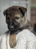 Red collar, a female German Shepherd Dog for sale in Murray, KY – Photo 1 of 2