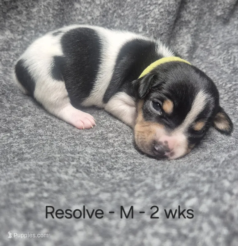 Resolve – Teddy Roosevelt Terrier puppy for sale in Murray, KY