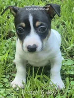 Pretzel, a male Teddy Roosevelt Terrier for sale in Murray, KY – Photo 2 of 6