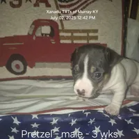 Pretzel, a male Teddy Roosevelt Terrier for sale in Murray, KY – Photo 4 of 6