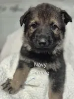 Nimue - Navy collar, a female German Shepherd Dog for sale in Murray, KY – Photo 2 of 3