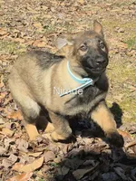 Nimue - Navy collar, a female German Shepherd Dog for sale in Murray, KY – Photo 1 of 3