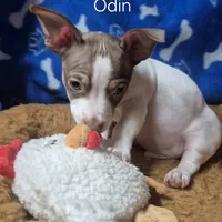 Odin, a male Teddy Roosevelt Terrier for sale in Murray, KY – Photo 2 of 2