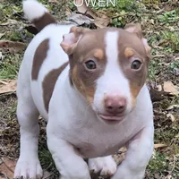 Odin, a male Teddy Roosevelt Terrier for sale in Murray, KY – Photo 1 of 2