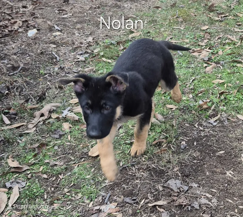 Nolan - Brown collar