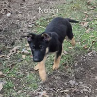Nolan - Brown collar, a male German Shepherd Dog for sale in Murray, KY – Photo 2 of 4