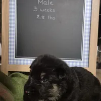 Nolan - Brown collar, a male German Shepherd Dog for sale in Murray, KY – Photo 4 of 4