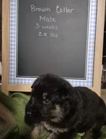 Nolan - Brown collar, a male German Shepherd Dog for sale in Murray, KY – Photo 3 of 3