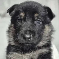 Nolan - Brown collar, a male German Shepherd Dog for sale in Murray, KY – Photo 3 of 4