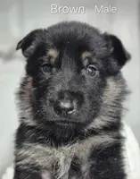 Nolan - Brown collar, a male German Shepherd Dog for sale in Murray, KY – Photo 2 of 3