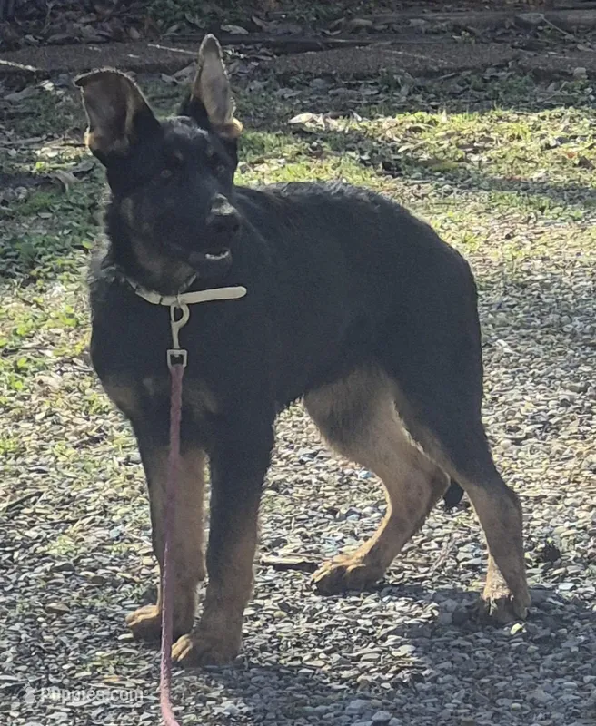 Nolan - Brown collar