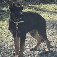 Nolan - Brown collar, a male German Shepherd Dog for sale in Murray, KY – Photo 1 of 4