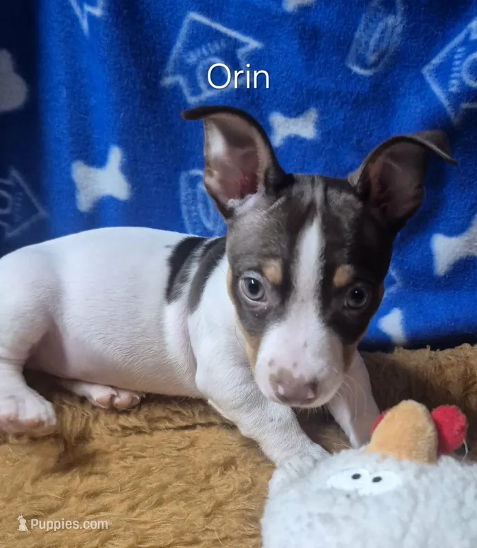 Orin