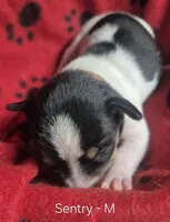 Sentry, a male Teddy Roosevelt Terrier for sale in Murray, KY – 2 of 2