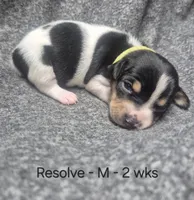 Resolve, a male Rat Terrier for sale in Murray, KY – 1 of 2