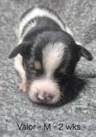Valor, a male Teddy Roosevelt Terrier for sale in Murray, KY – 1 of 2