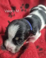 Valor, a male Rat Terrier for sale in Murray, KY – 2 of 2