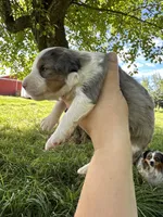 Autumn , a female Toy Australian Shepherd for sale in Rapid River, MI – 2 of 2