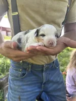 Casper, a male Toy Australian Shepherd for sale in Rapid River, MI – 1 of 2