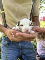 Casper, a male Toy Australian Shepherd for sale in Rapid River, MI – 2 of 2