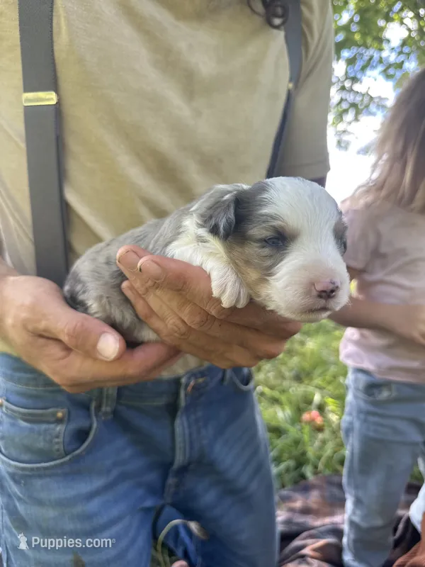 Autumn  – Toy Australian Shepherd puppy for sale in Rapid River, MI