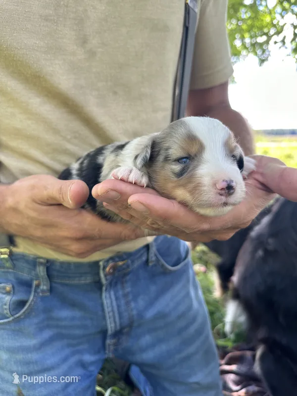 Jack – Toy Australian Shepherd puppy for sale in Rapid River, MI