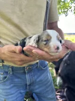 Jack, a male Toy Australian Shepherd for sale in Rapid River, MI – 1 of 2