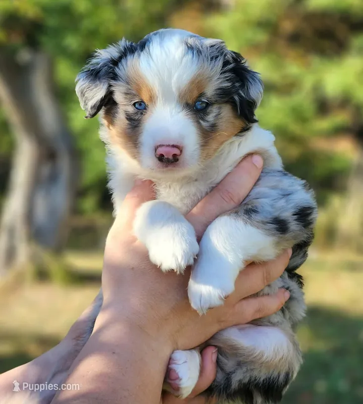 Jack – Toy Australian Shepherd puppy for sale in Rapid River, MI
