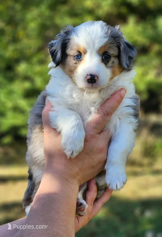Maple – Toy Australian Shepherd puppy for sale in Rapid River, MI
